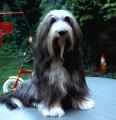 Mickey onze Bearded Collie